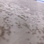 فرش طلاکوب افشان طرح شاهان 1200 شانه گل برجسته وینتیج کد 1042 رنگ صدفی