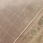 فرش طرح ماتیسا رنگ نسکافه ای حاشیه گل سبز 700 شانه تراکم 2550 کد 771020 - فرشخونه